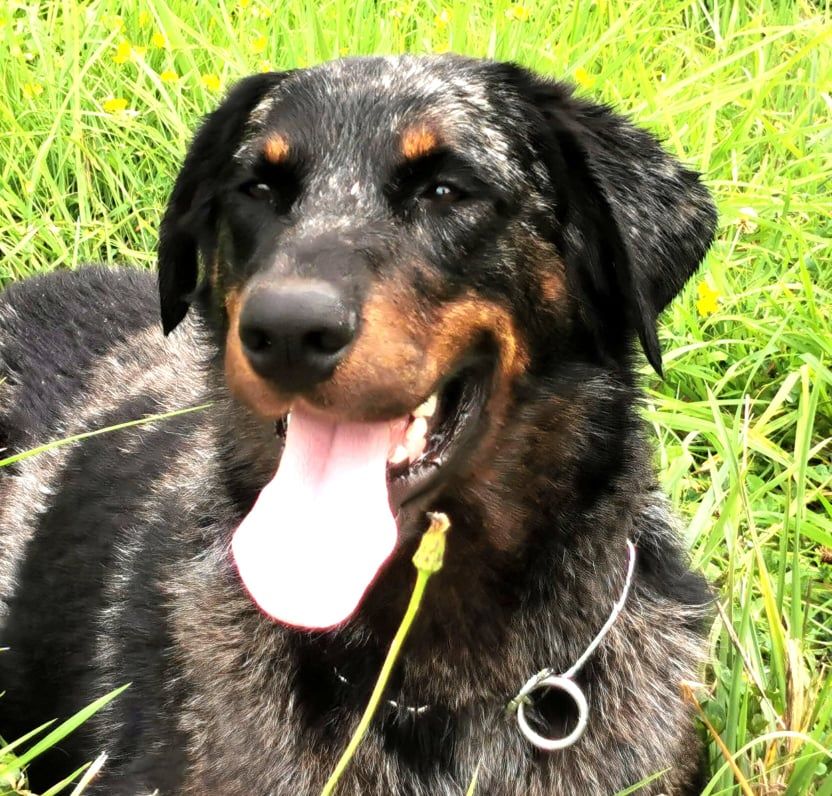 Publication : De sainte petronille Auteur : christine gerbac