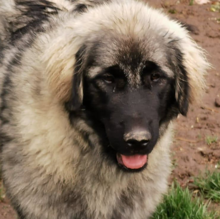 Chien Berger Yougoslave de Charplanina Annah ruah appalachi kennel