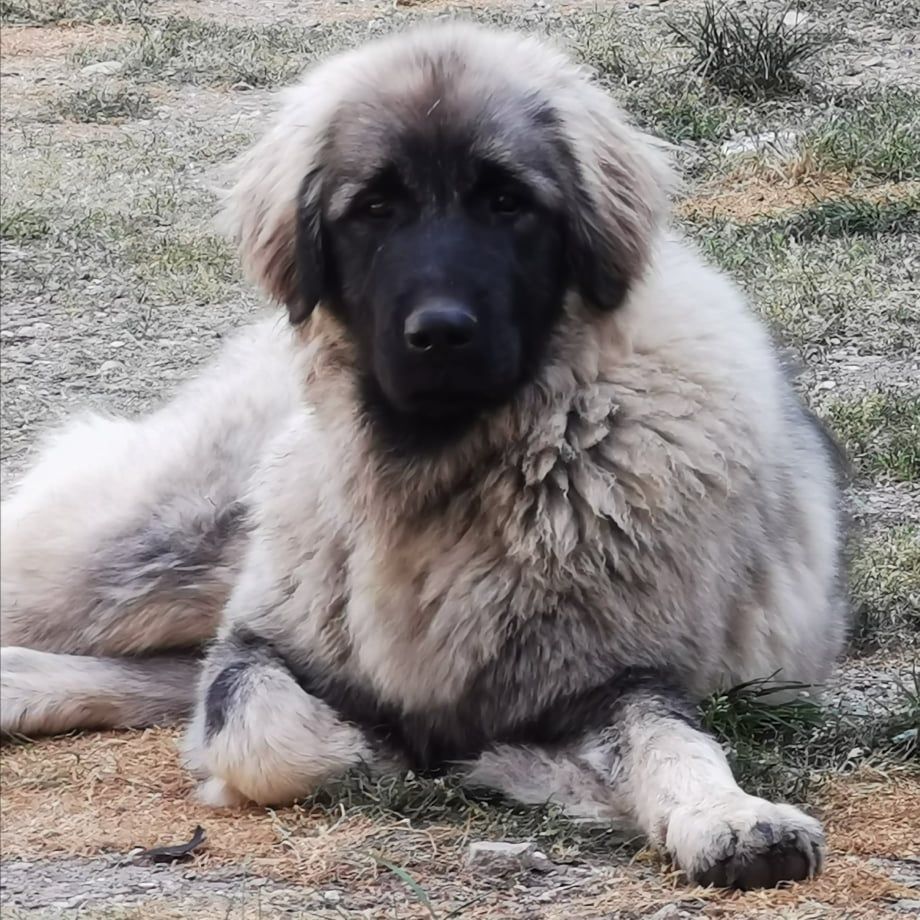 Chien Berger Yougoslave de Charplanina Annah ruah appalachi kennel