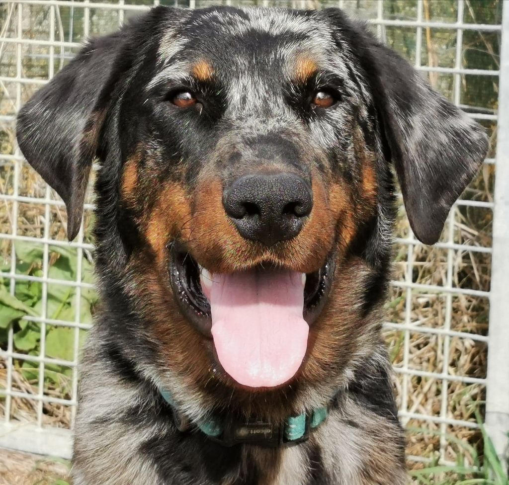 Publication : De sainte petronille Auteur : christine gerbac