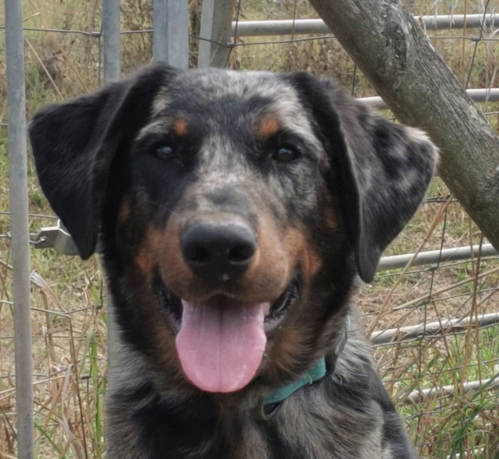 Publication : De sainte petronille Auteur : christine gerbac