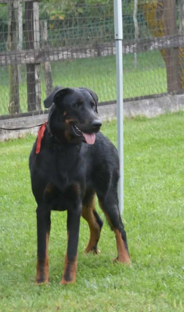 Publication : De sainte petronille Auteur : christine gerbac