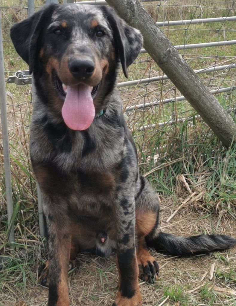 Publication : De sainte petronille Auteur : christine gerbac