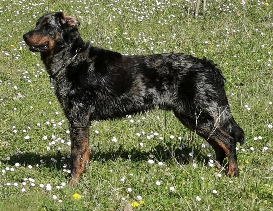 Publication : De sainte petronille Auteur : christine gerbac