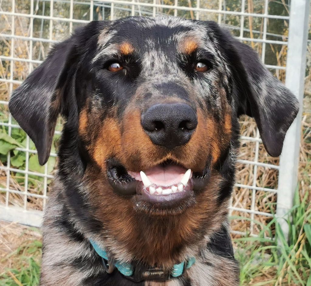 Publication : De sainte petronille Auteur : christine gerbac