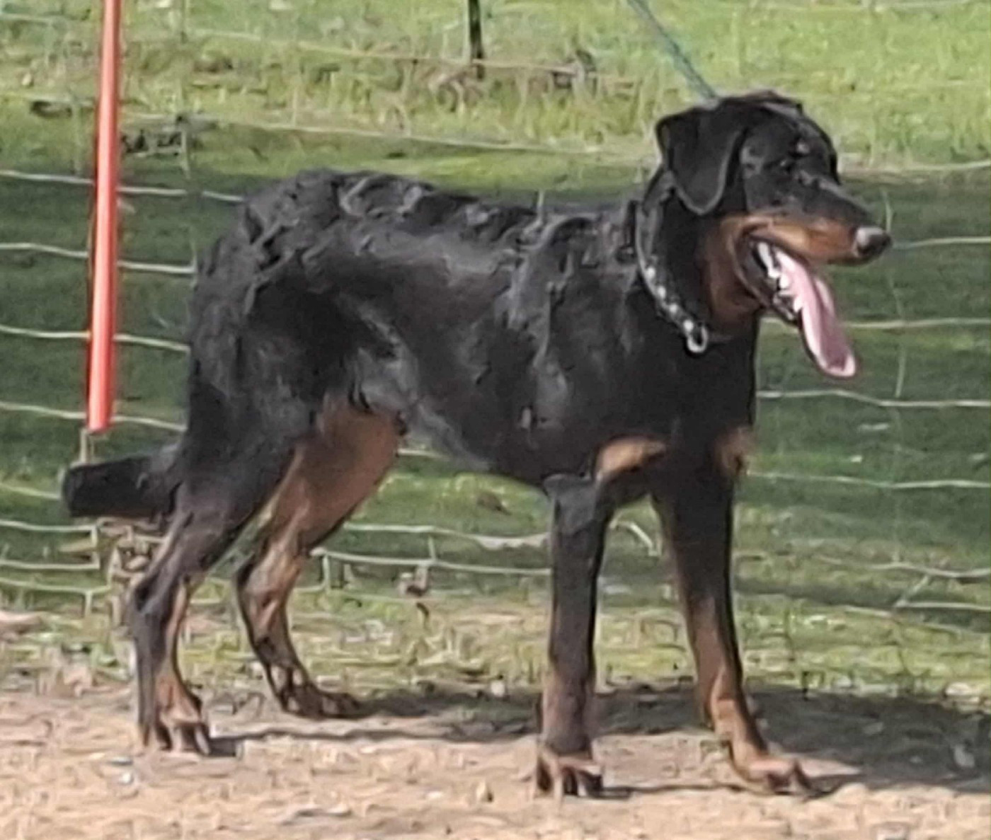 CH. CH J SAN MARINO RUBEN RUAH (Sans Affixe) - 1ER EXCELLENT CAC JEUNE