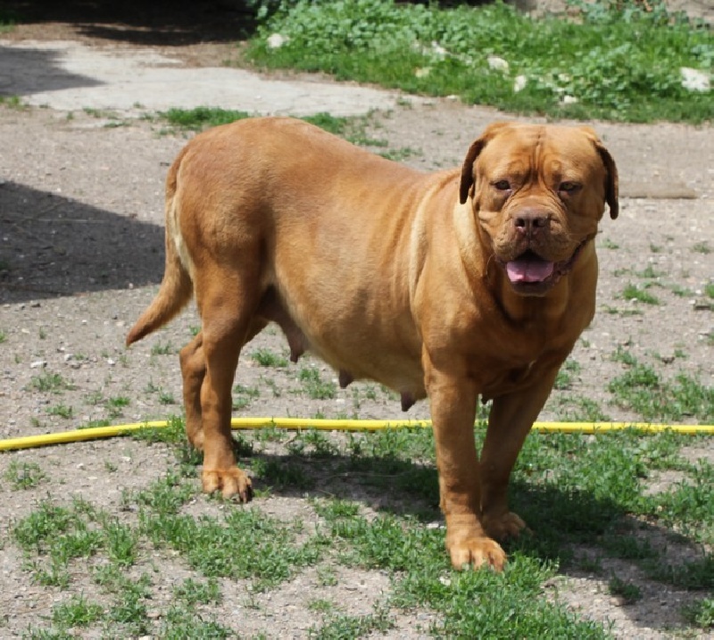 Publication : (Sans Affixe) Auteur : Melle Pollosse Nadège