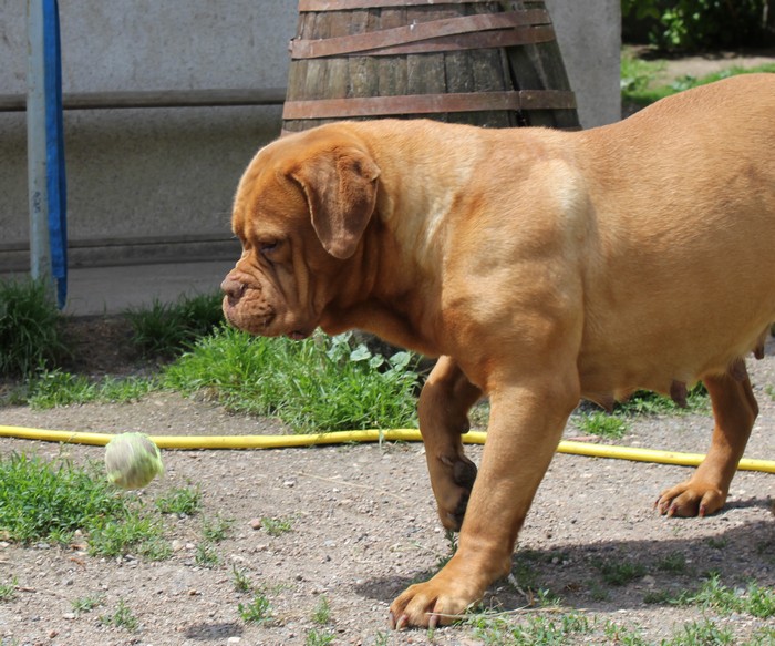 Publication : (Sans Affixe) Auteur : Melle Pollosse Nadège