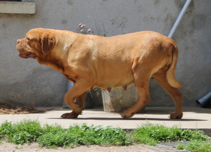 Publication : (Sans Affixe) Auteur : Melle Pollosse Nadège