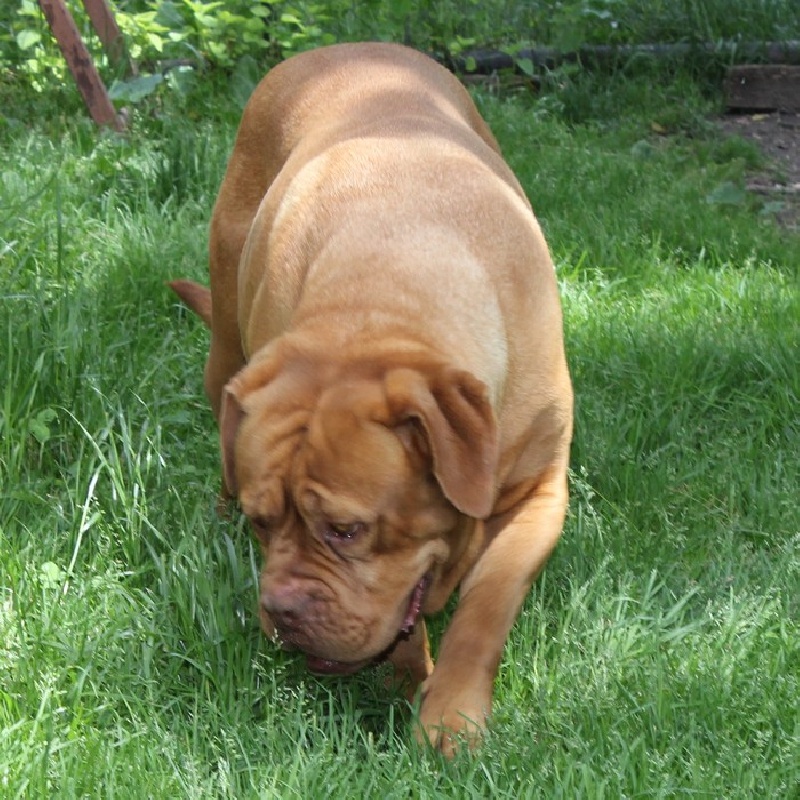 Publication : (Sans Affixe) Auteur : Melle Pollosse Nadège