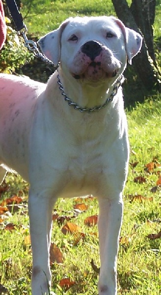 Publication : (Sans Affixe) Auteur : Melle Pollosse Nadège