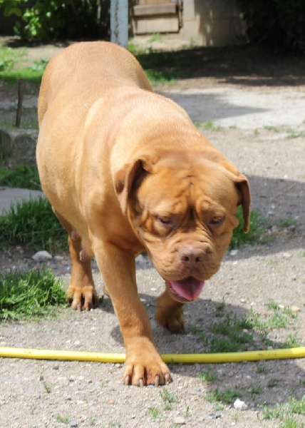 Publication : (Sans Affixe) Auteur : Melle Pollosse Nadège