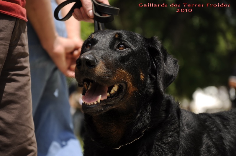 CH. Chanel des Gaillards des Terres Froides