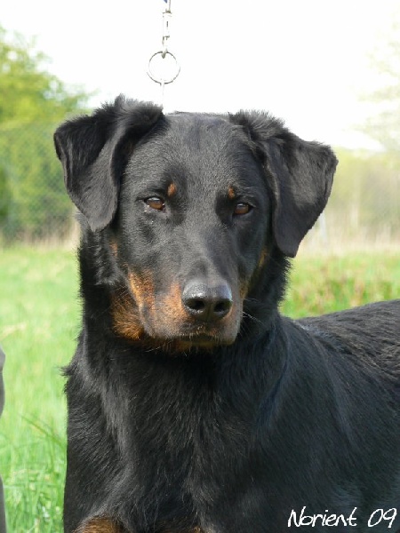 CH. Chanel des Gaillards des Terres Froides