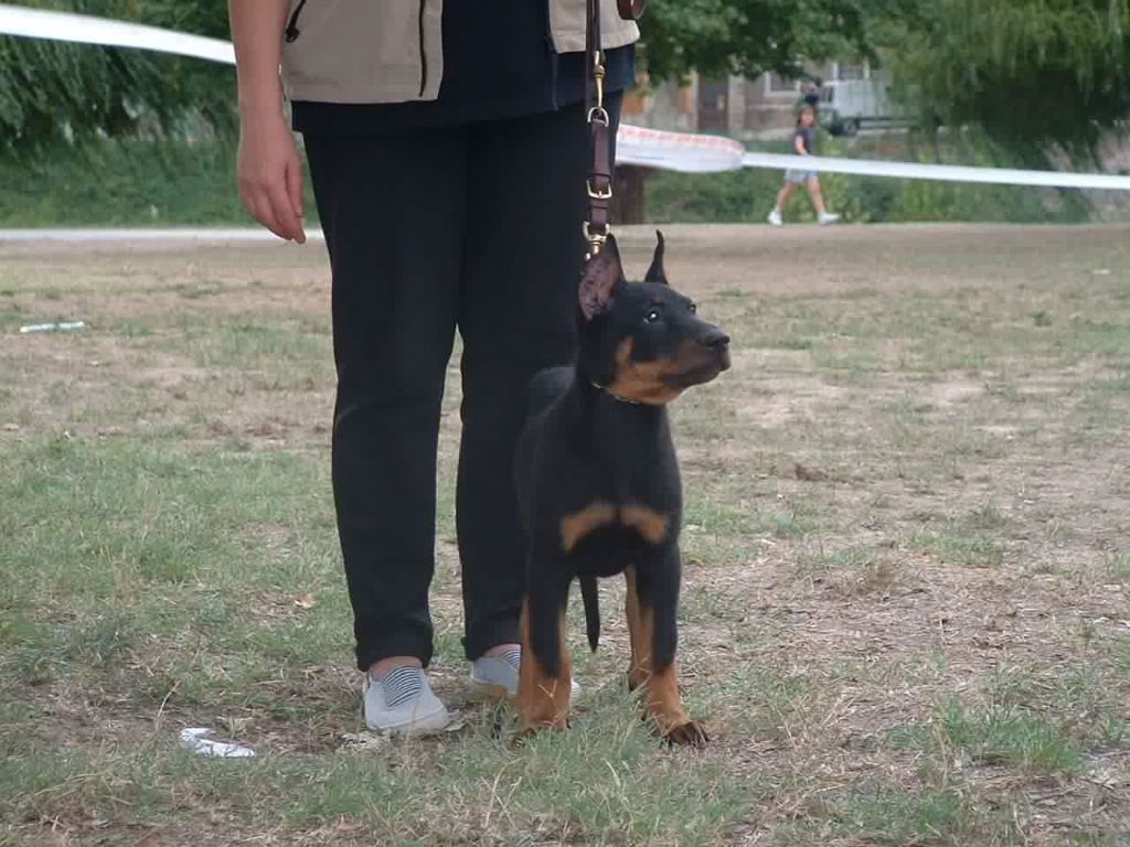 Ungie des Gaillards des Terres Froides - 2EME TRES PROMETTEUR