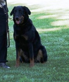 Che des Gaillards des Terres Froides - 3EME EXCELLENT