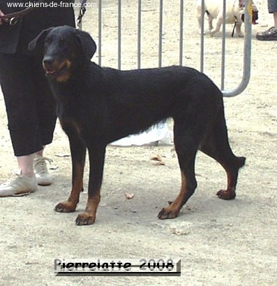 Che des Gaillards des Terres Froides - 3EME + CONFIRMATION