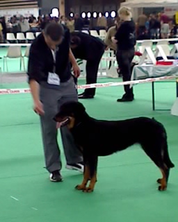 Che des Gaillards des Terres Froides - EXCELLENT