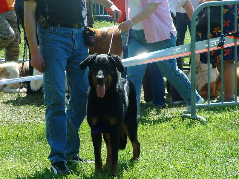 Che des Gaillards des Terres Froides - 3EME EXCELLENT