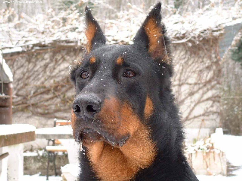 Ungie des Gaillards des Terres Froides - 1ER EXCELLENT CACS