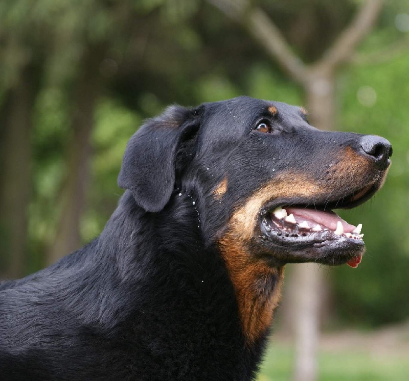 Che des Gaillards des Terres Froides - 1ERE EXCELLENT ET COTATION 2