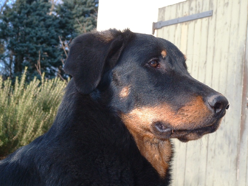 Che des Gaillards des Terres Froides - TRES PROMETEUR