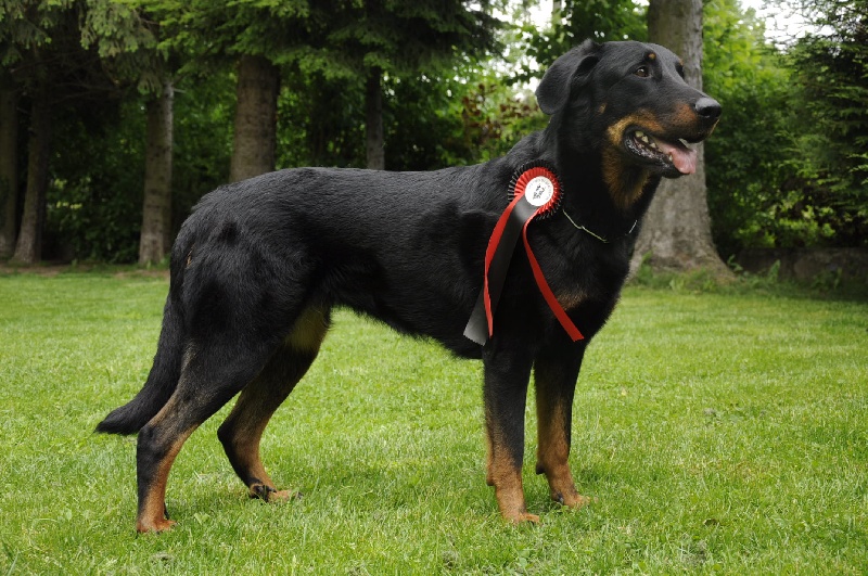 Che des Gaillards des Terres Froides - COTATION 4 - RECOMMANDEE