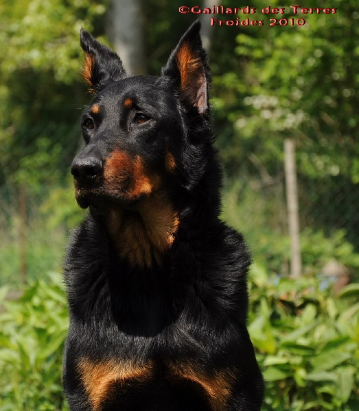 Ungie des Gaillards des Terres Froides - 2EME EXCELLENT