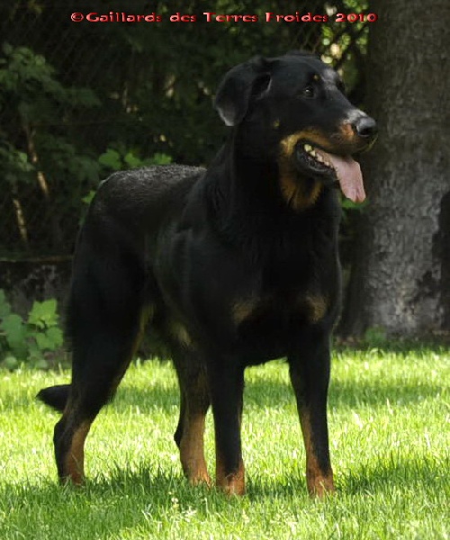 Che des Gaillards des Terres Froides - EXCELLENT