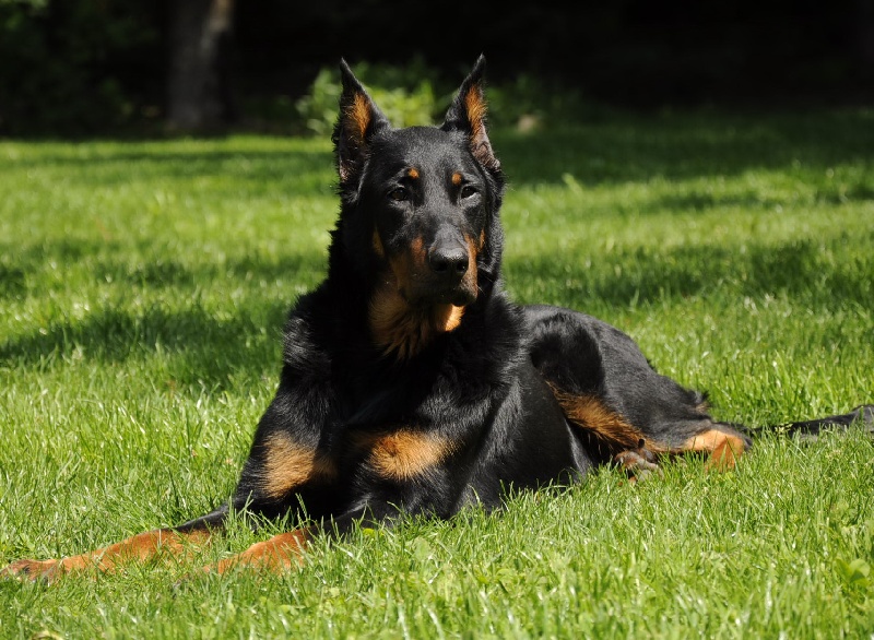 Ungie des Gaillards des Terres Froides - EXCELLENT