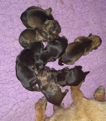 Les chiots de Border Terrier