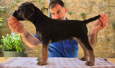 Les chiots de Border Terrier