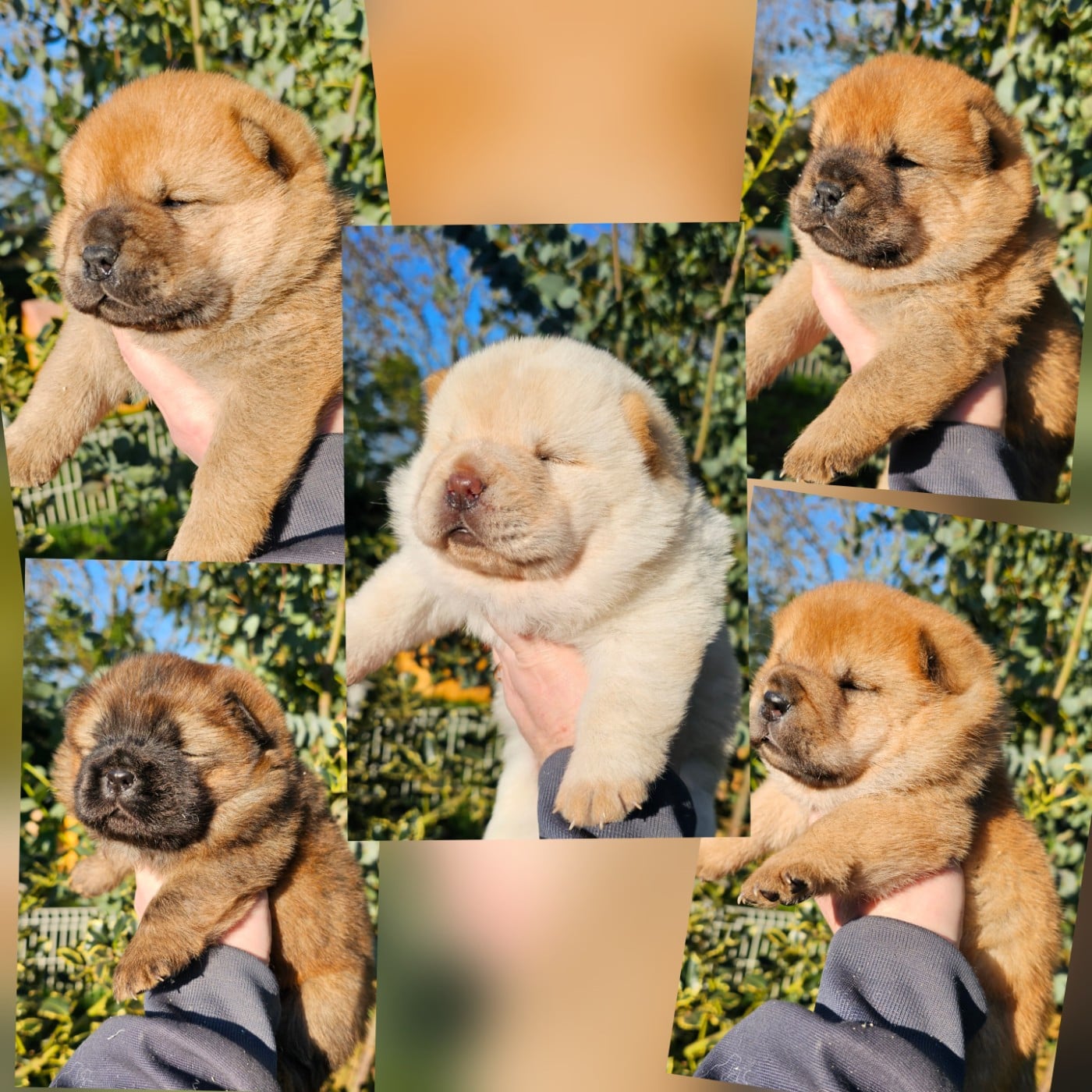 Chow Chow - Le domaine de fabadel