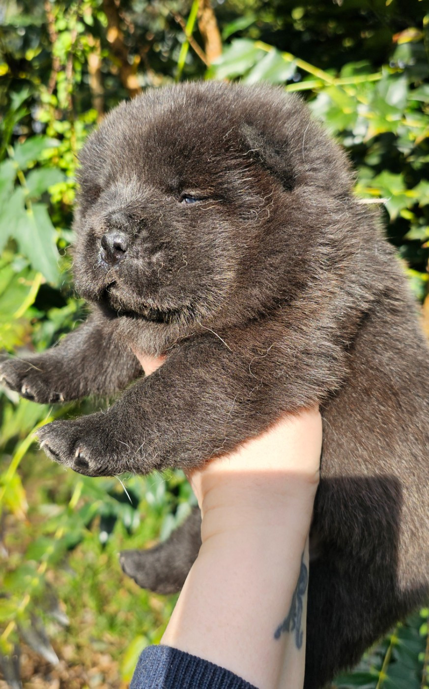 CHIOT 3 - Chow Chow