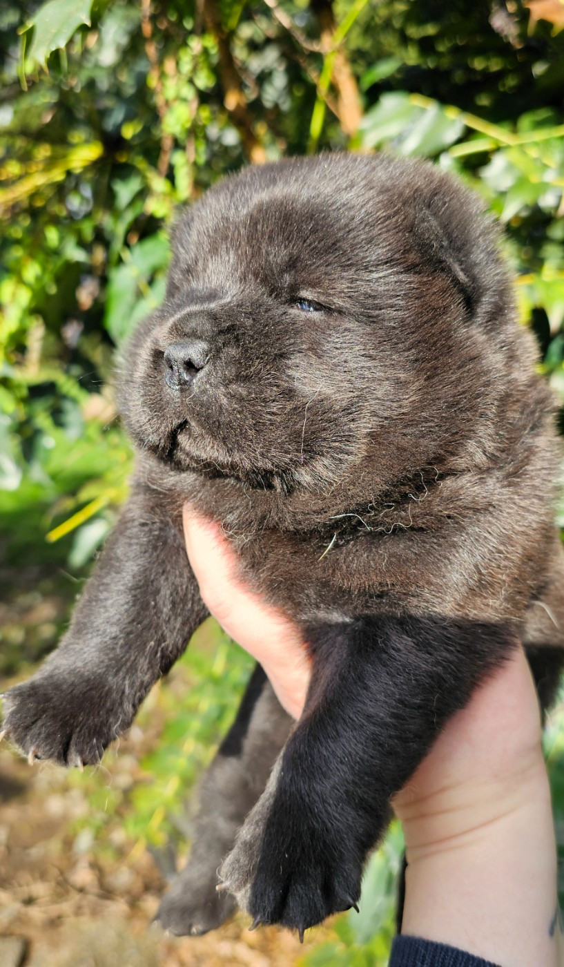 CHIOT 4 - Chow Chow