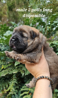 Les chiots de Chow Chow