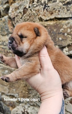 Les chiots de Chow Chow