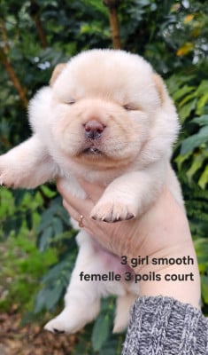 Les chiots de Chow Chow