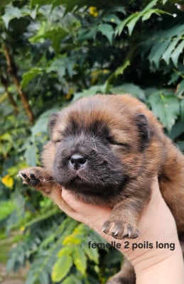 Les chiots de Chow Chow