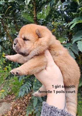 Les chiots de Chow Chow