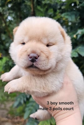 Les chiots de Chow Chow