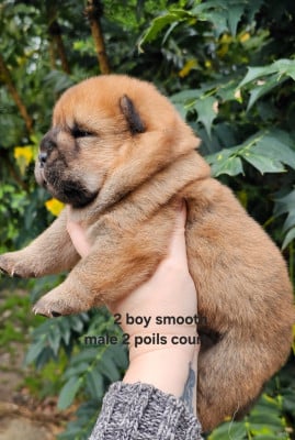 Les chiots de Chow Chow