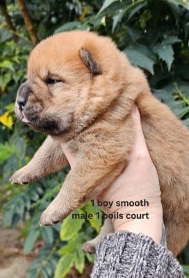 Les chiots de Chow Chow