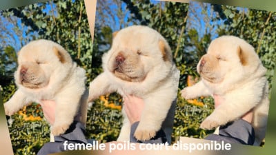 Les chiots de Chow Chow