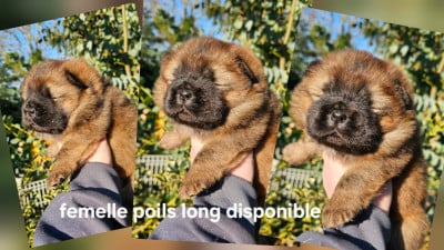 Les chiots de Chow Chow