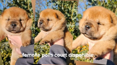 Les chiots de Chow Chow
