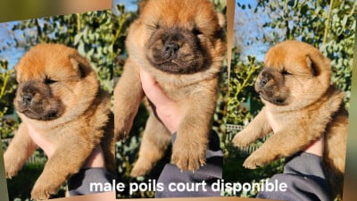 Les chiots de Chow Chow