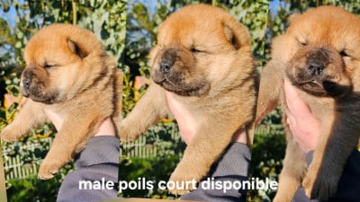 Les chiots de Chow Chow