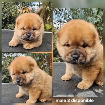 Les chiots de Chow Chow