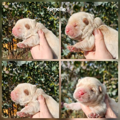 Les chiots de Chow Chow